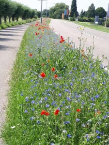 Middenberm van de Burgemeester Posweg te Brakel ingezaaid met wilde bloemenmengsel.