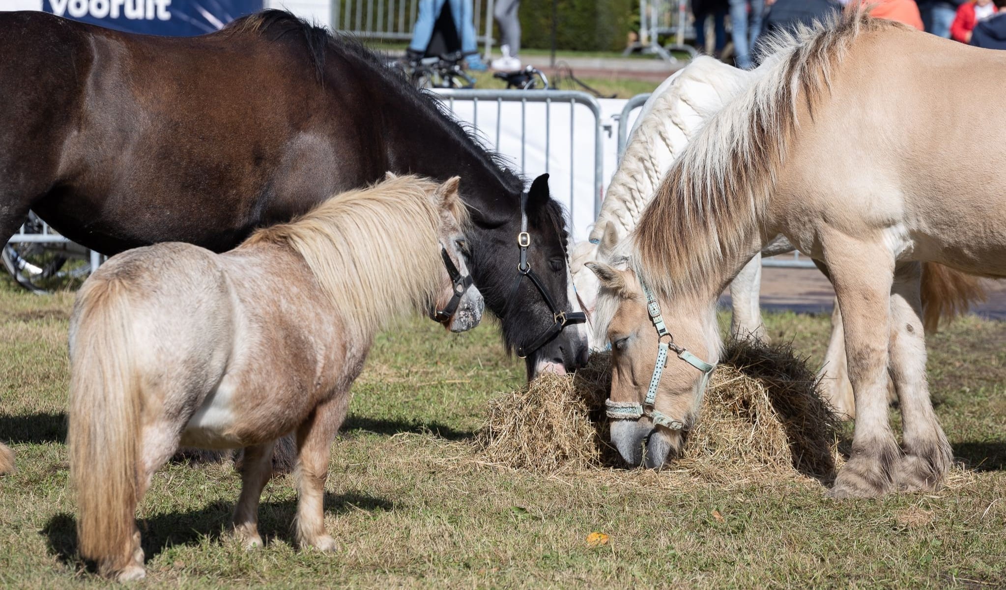 Dorpsraad Brakel aanwezig op de ponymarkt van Brakel.