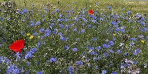Bloemen en kruiden aan de Waaldijk te Brakel